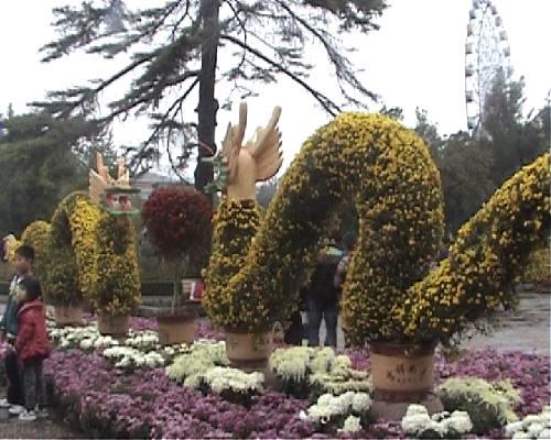 十一王城公园赏菊展作文