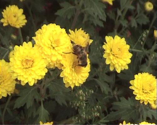 十一王城公园赏菊展作文