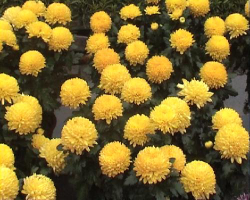 十一王城公园赏菊展作文