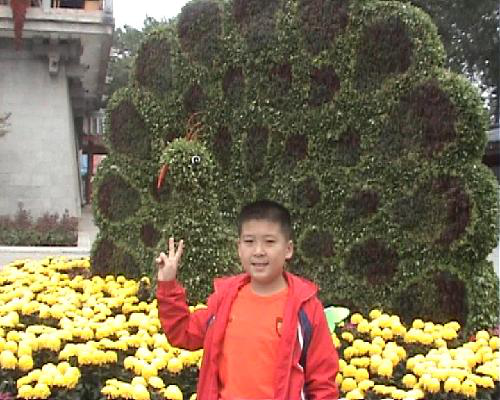 十一王城公园赏菊展作文