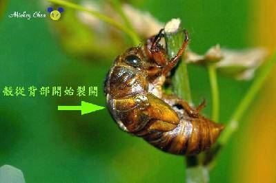 ۲ռǡѿ