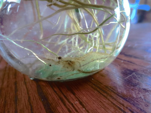 【观察日记】小虾作文