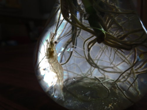 【观察日记】小虾作文