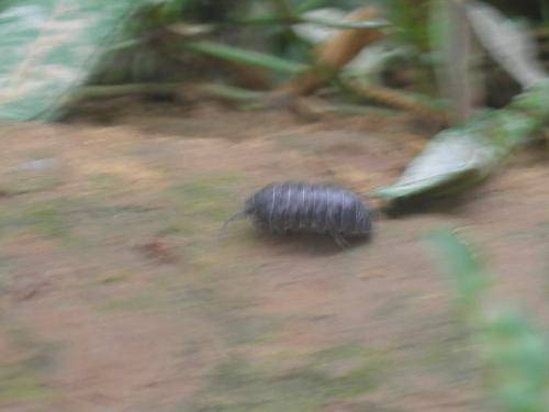 探索的印记作文