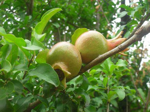 探索的印记作文