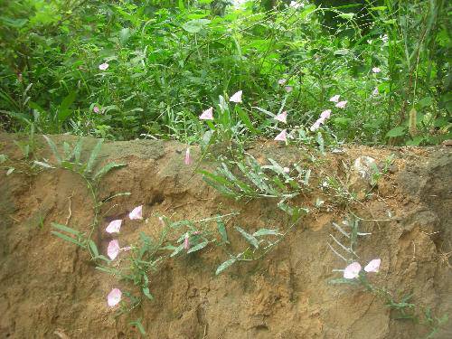 探索的印记作文