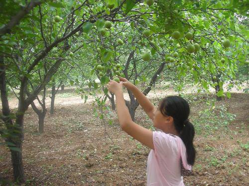 探索的印记作文