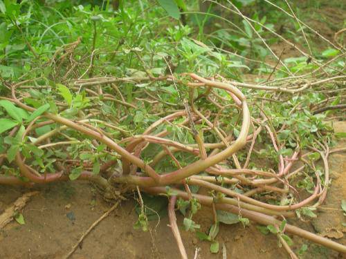 探索的印记作文