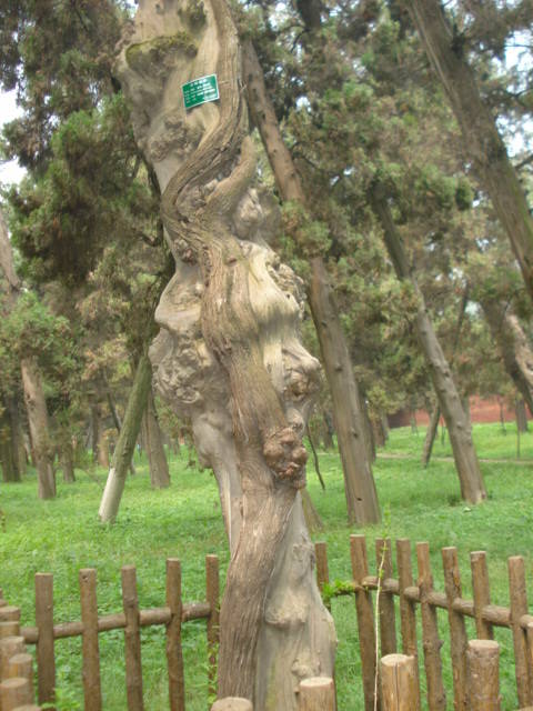 汉光武帝陵游记作文