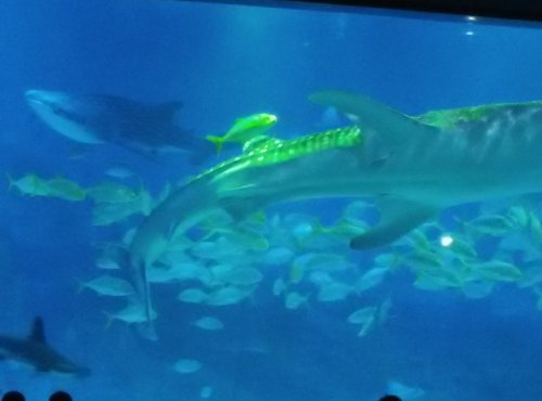 暑假去哪?——之烟台鲸鲨馆 【陌上花开】作文