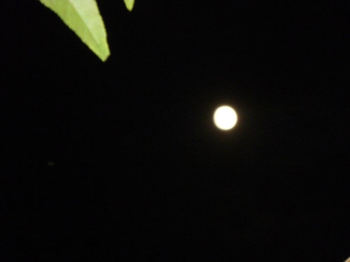 《月光秋色》作文