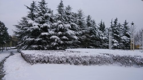 ѩȤ