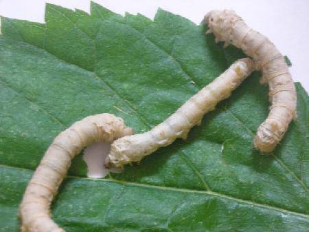 我的蚕宝宝(观察日记三)作文