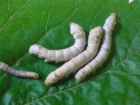 我的蚕宝宝(观察日记三)作文