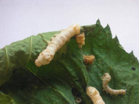 我的蚕宝宝(观察日记三)作文