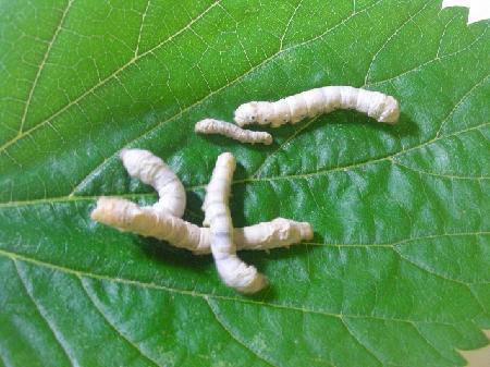 我的蚕宝宝(观察日记三)作文