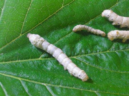 我的蚕宝宝(观察日记三)作文