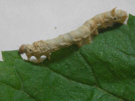 我的蚕宝宝(观察日记三)作文