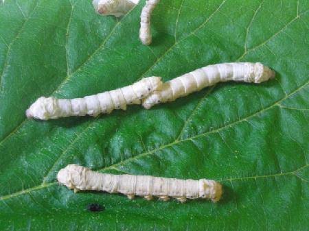 我的蚕宝宝(观察日记三)作文