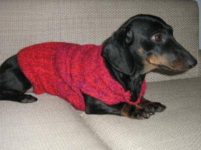 家有小狗系列之(十一)——都市孤儿作文