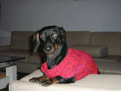 家有小狗系列之(十一)——都市孤儿作文