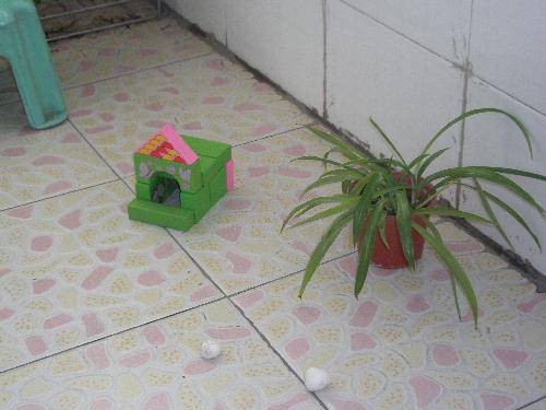 ż龰硪С·