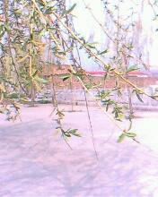 我找到了春天作文