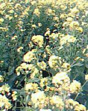 我找到了春天作文