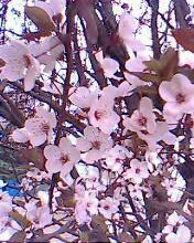 我找到了春天作文