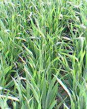 我找到了春天作文