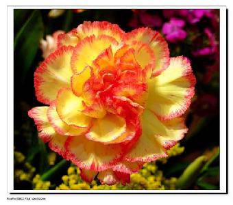 永远的康乃馨作文