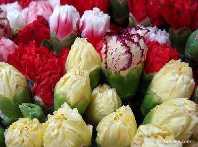 永远的康乃馨作文