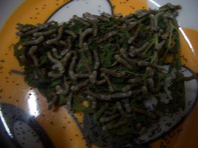 养蚕记——之一(配图)作文