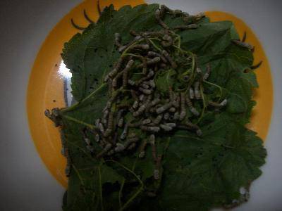 养蚕记——之一(配图)作文