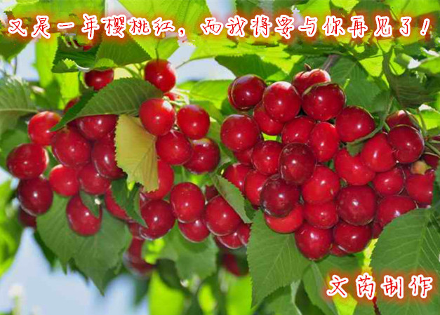 һӣҺ