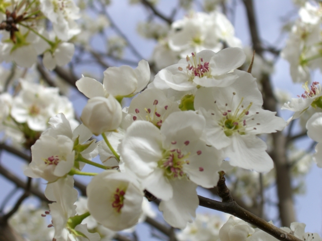 春影——参加博谈客论文章作文