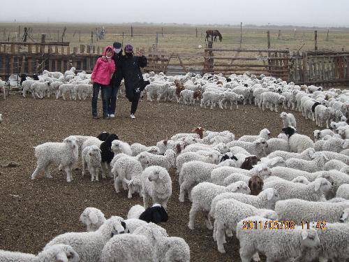 Let’s go——记牧民们的丰收会作文