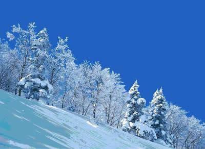 冬天的色彩作文