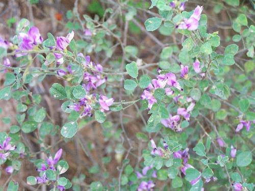 如诗如画的柴河作文