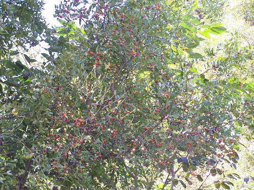 如诗如画的柴河作文