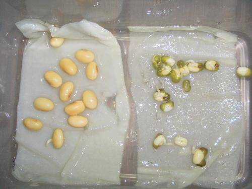 豆豆成长记作文