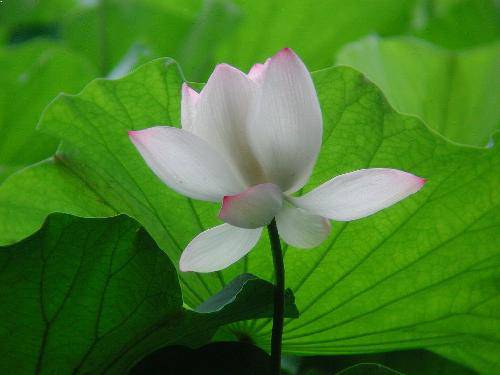 我喜欢夏天的荷花作文