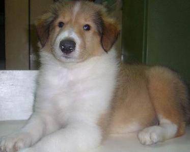 调皮的“小妹妹”作文