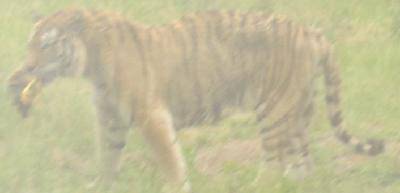 游西安秦岭野生动物园作文