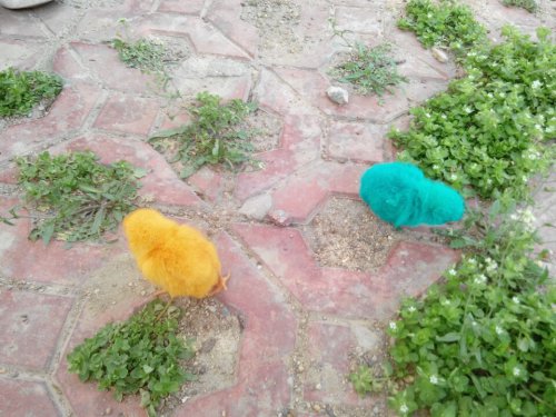 会分享的小鸡作文