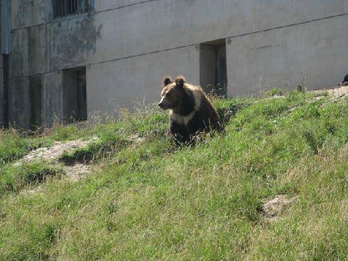 中国“夏都”西宁游记一——野生动物园作文