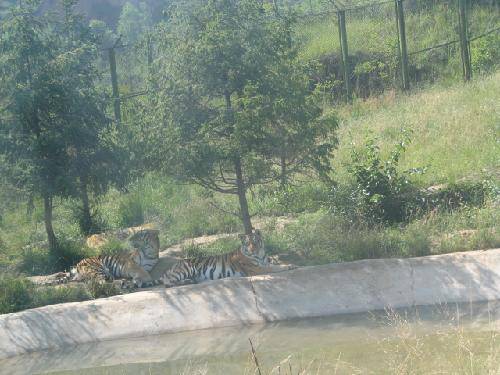 中国“夏都”西宁游记一——野生动物园作文