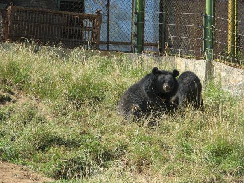 中国“夏都”西宁游记一——野生动物园作文