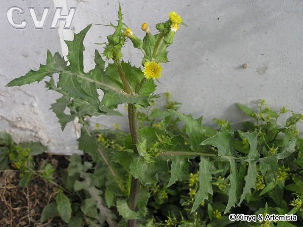 植物也会用暗器作文