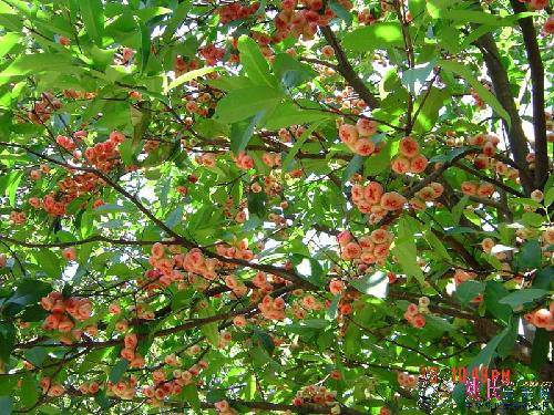 我的夏令营之旅(一)——走进厦门大学作文